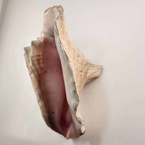 Rooster Conch Shell Beach Décor Ocean Seafloor Seashell 9" x 7 inches