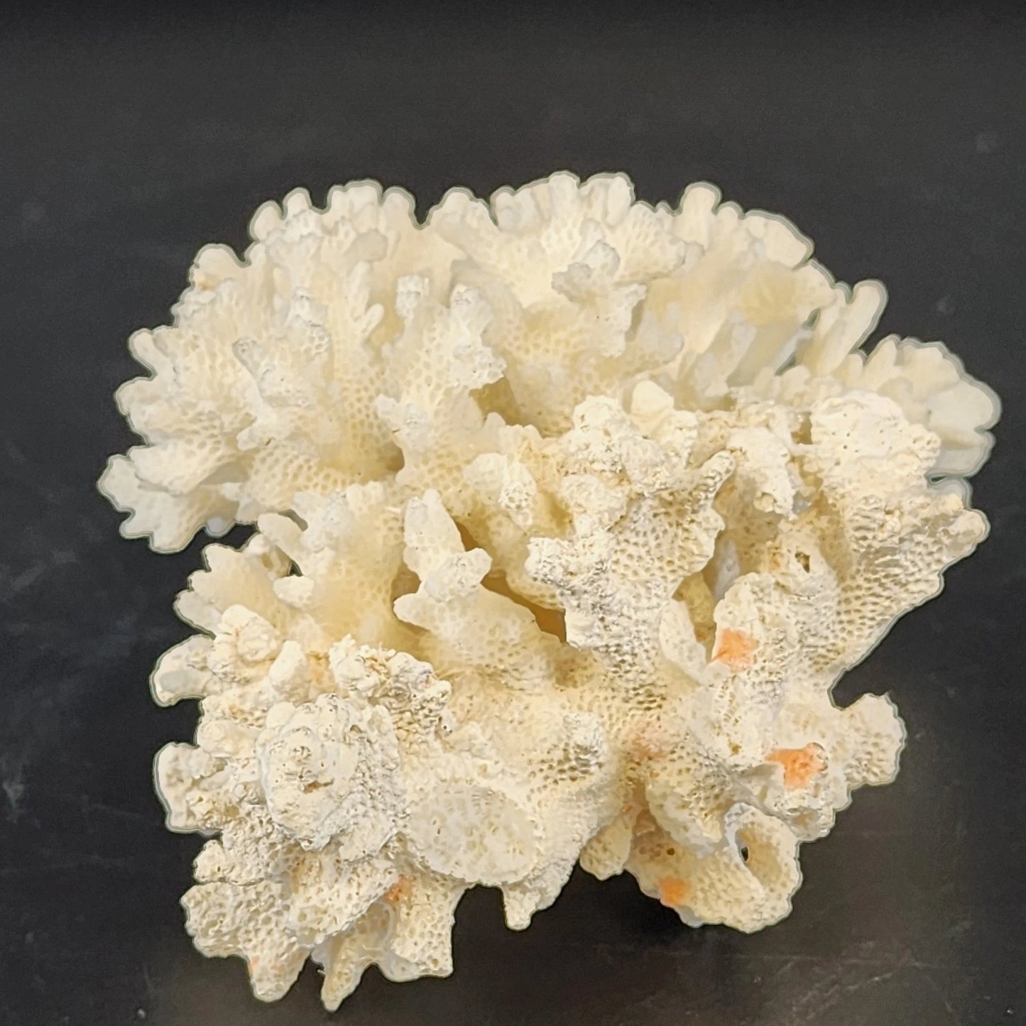 Natural White Stem Coral Specimen Genuine 5" Sea Life Nautical Coastal Decor