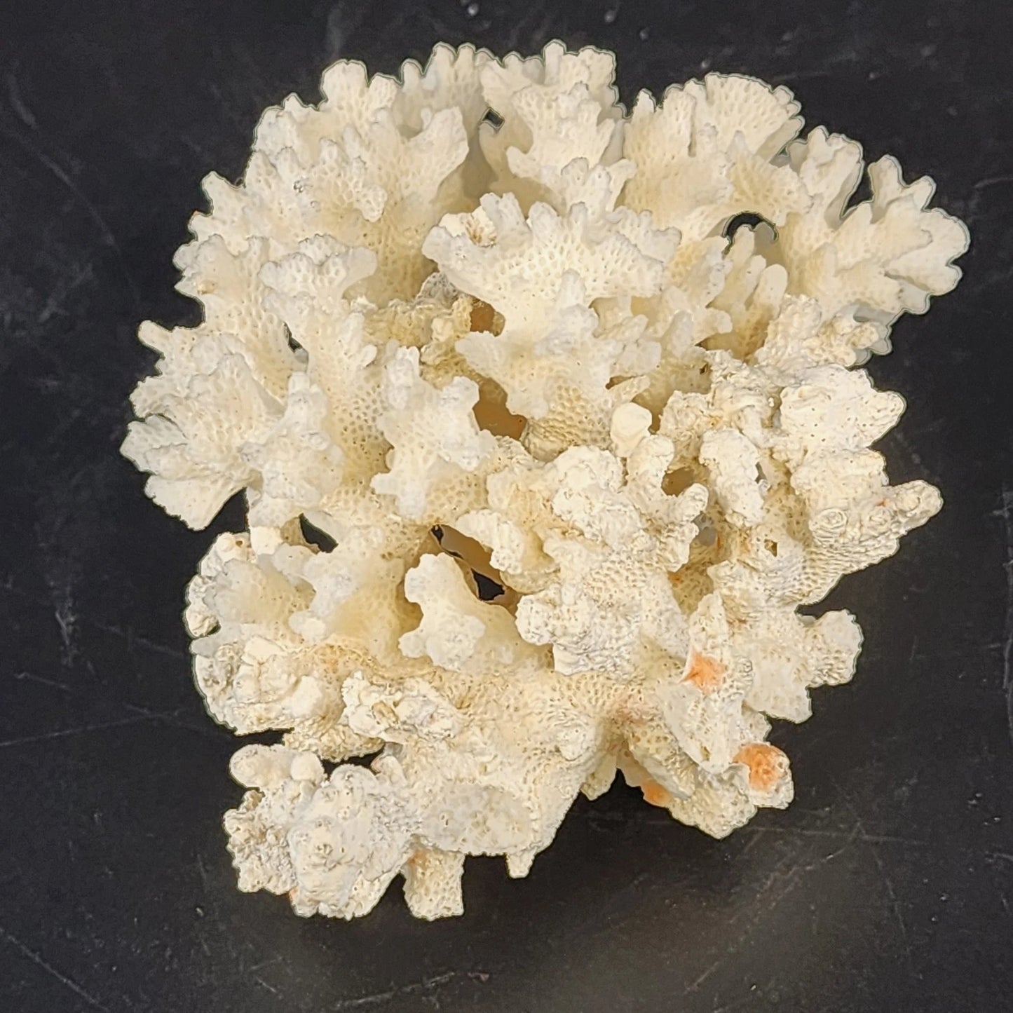 Natural White Stem Coral Specimen Genuine 5" Sea Life Nautical Coastal Decor