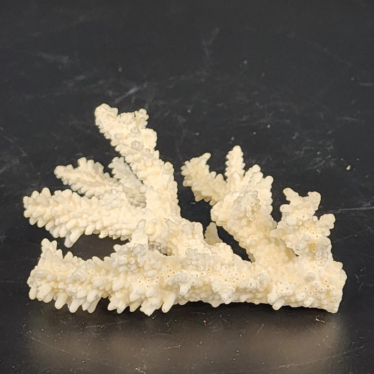 Natural White Branching Coral Specimen Coastal Nautical Decor 4.5