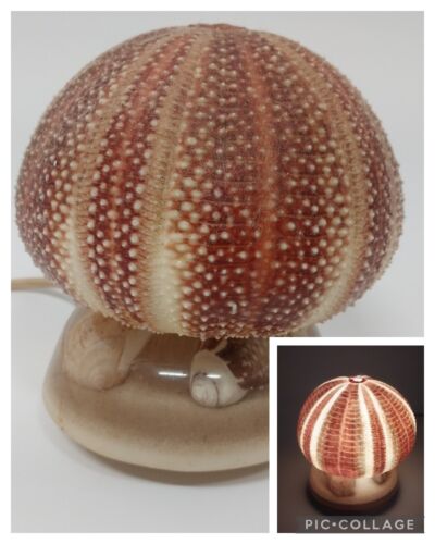 Acrylic Sea Shell Night Light with Large Sea Urchin Shell Globe 1970's Vintage