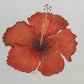 Square Gold Framed Fine Art Print Signed Red Hibiscus Spectacular Flower 19"x19"