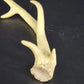 Authentic Whitetail Deer Antler Shed 6-Point Rustic Cabin Decor 12" Specimen Vtg