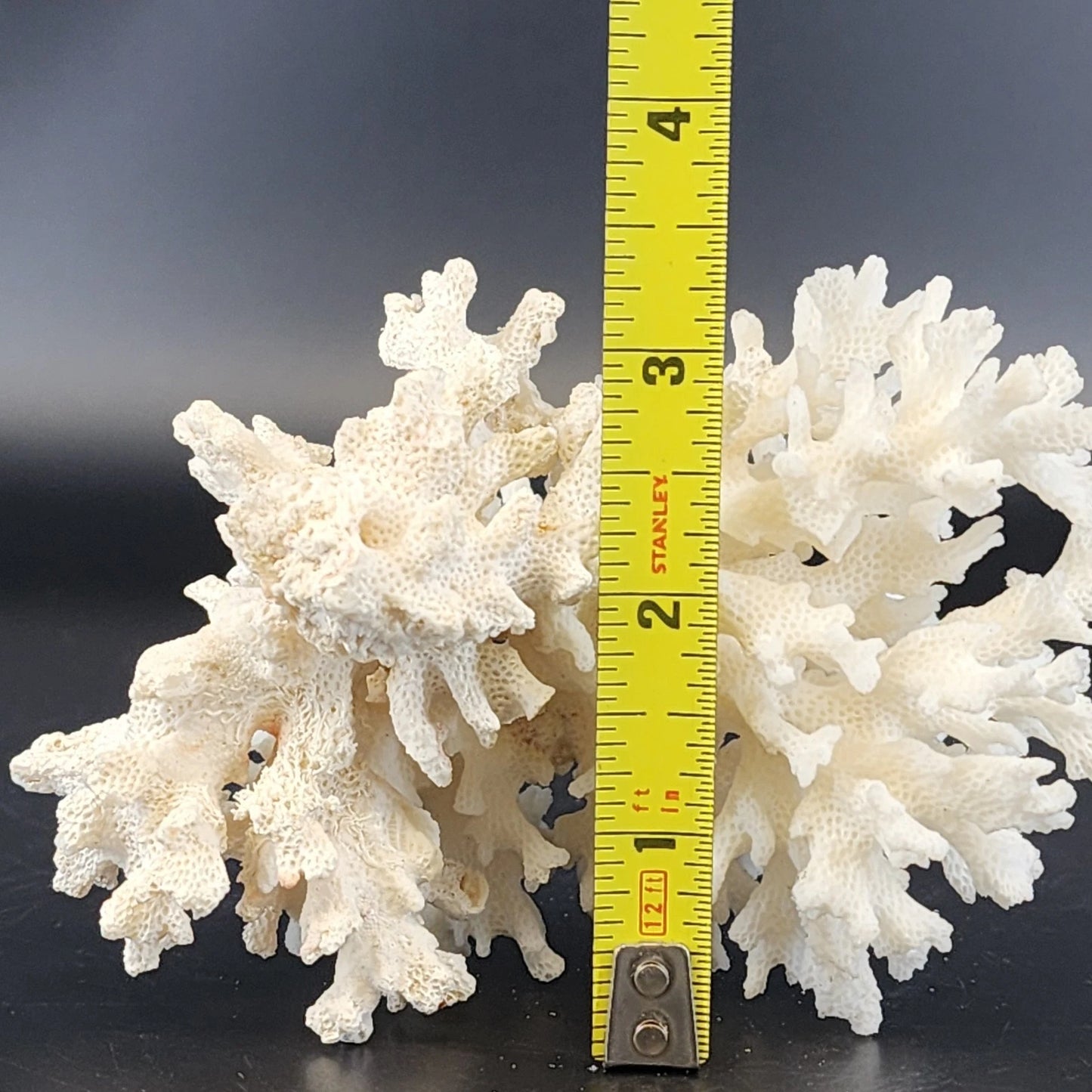 Natural White Stem Coral Specimen Genuine 5" Sea Life Nautical Coastal Decor