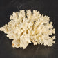 Natural White Stem Coral Specimen Genuine 5" Sea Life Nautical Coastal Decor