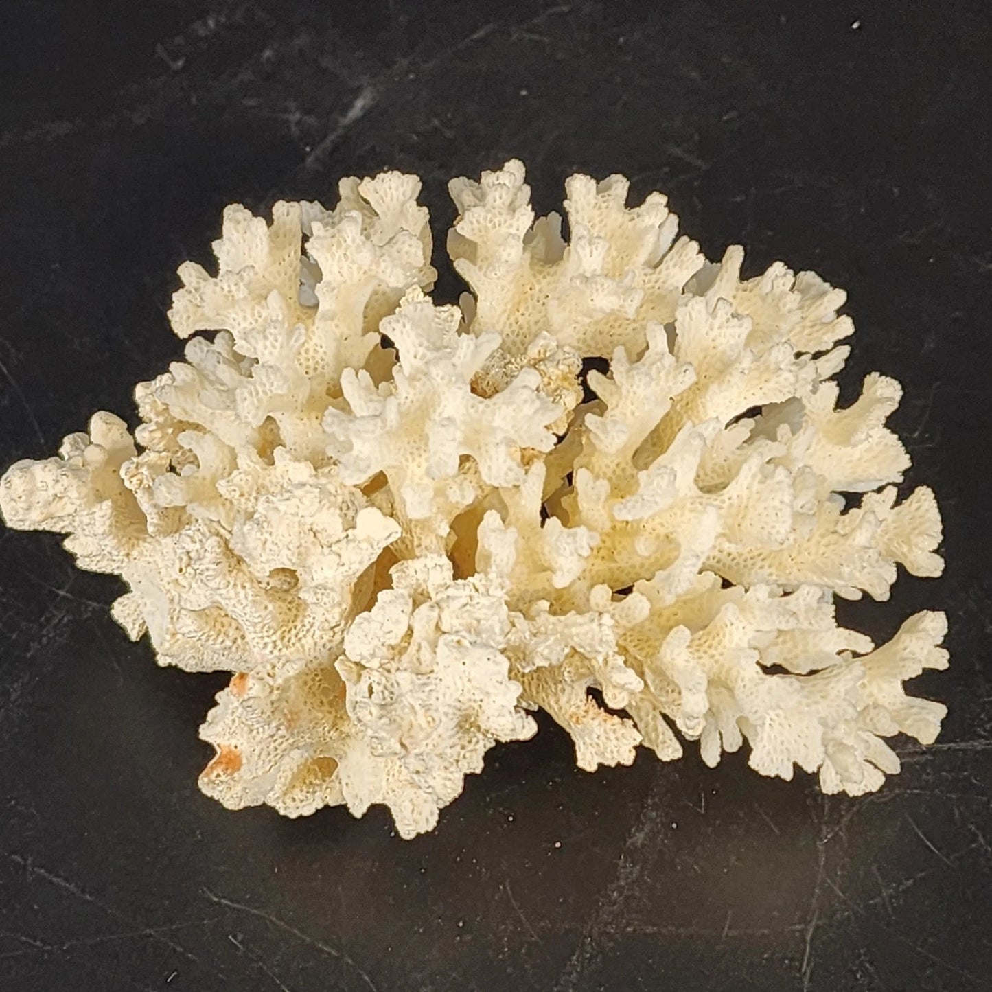 Natural White Stem Coral Specimen Genuine 5" Sea Life Nautical Coastal Decor